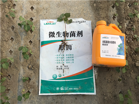 葉面肥，拉姆拉，翠姆