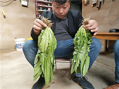 水溶肥，拉姆拉，翠姆