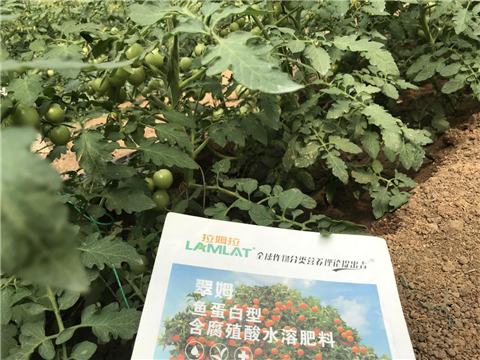 水溶肥，拉姆拉，翠姆