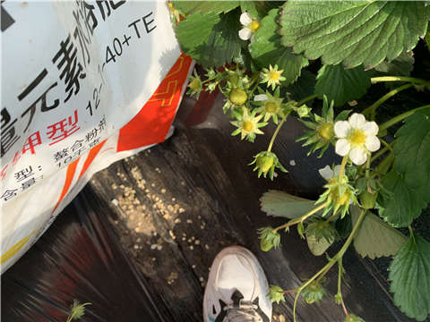 水溶肥，拉姆拉，翠姆