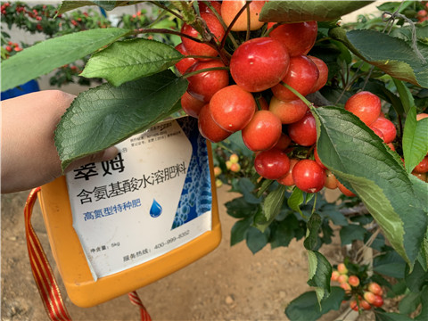 水溶肥，拉姆拉，翠姆