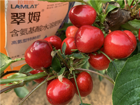 水溶肥，拉姆拉，翠姆