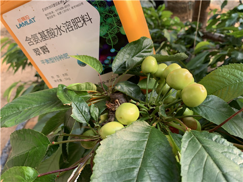氨基酸水溶肥，拉姆拉，翠姆