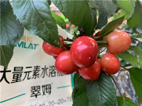 大量元素水溶肥，拉姆拉，翠姆