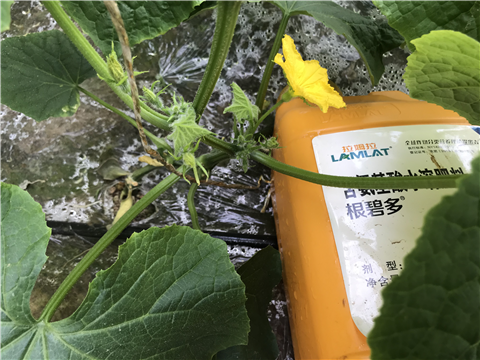 水溶肥，拉姆拉，翠姆