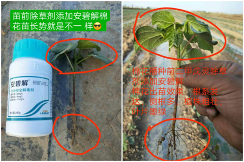 安碧解，拉姆拉，翠姆