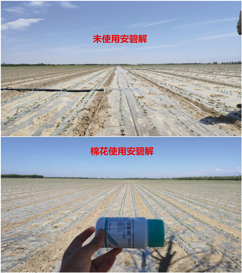 安碧解，拉姆拉，翠姆