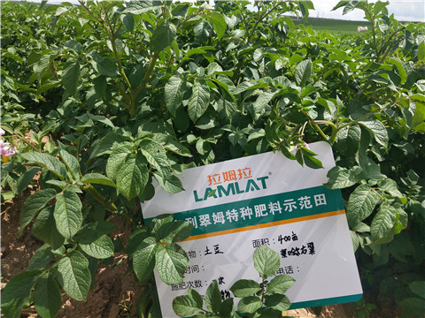 安碧解，拉姆拉，翠姆