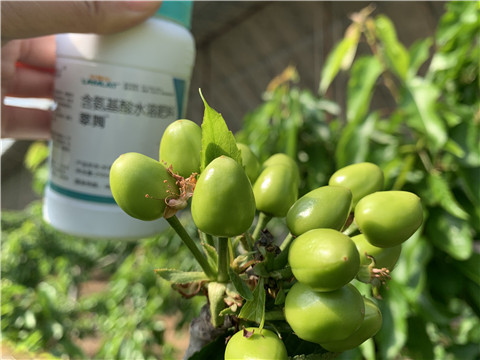 氨基酸水溶肥，拉姆拉，翠姆