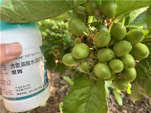 氨基酸水溶肥，拉姆拉，翠姆