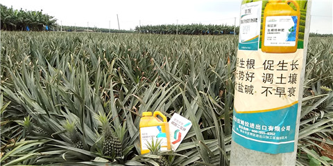 水溶肥，拉姆拉，翠姆
