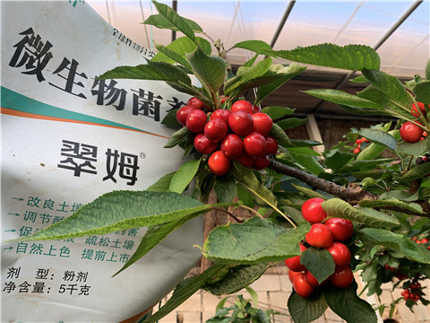 微生物菌劑，拉姆拉，翠姆