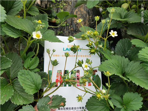 水溶肥，拉姆拉，翠姆