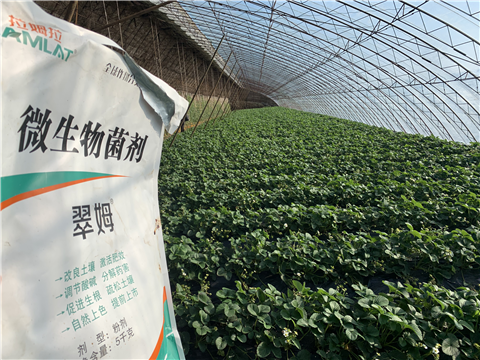 水溶肥，拉姆拉，翠姆