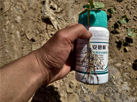 水溶肥，拉姆拉，翠姆