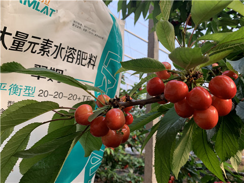 大量元素水溶肥，拉姆拉，翠姆