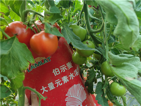 水溶肥，拉姆拉，伯示麥