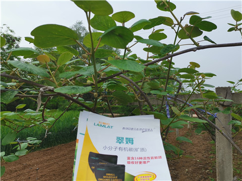 小分子有機碳，拉姆拉，翠姆