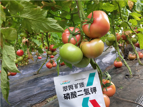 磷酸二氫鉀，拉姆拉，翠姆