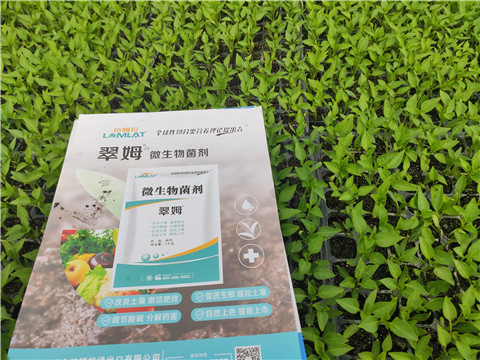 水溶肥，拉姆拉，翠姆