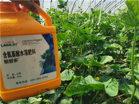 水溶肥，拉姆拉，翠姆