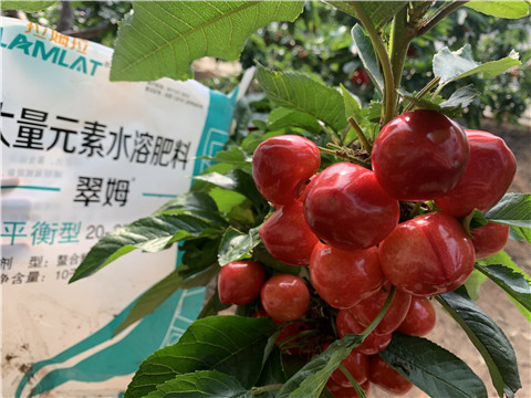 水溶肥，拉姆拉，翠姆