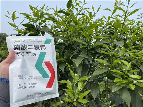 葉面肥，拉姆拉，翠姆