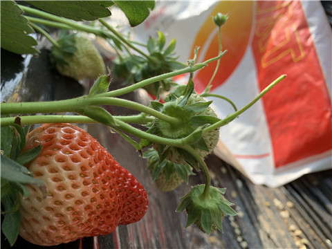 草莓施肥管理，拉姆拉，翠姆
