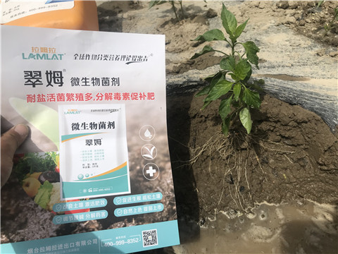 辣椒，拉姆拉，翠姆