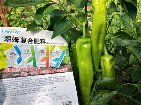 辣椒，拉姆拉，翠姆