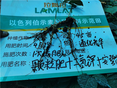 水溶肥，拉姆拉，翠姆