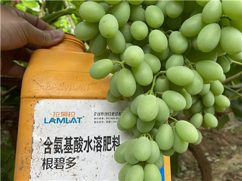 生根劑，翠姆，拉姆拉