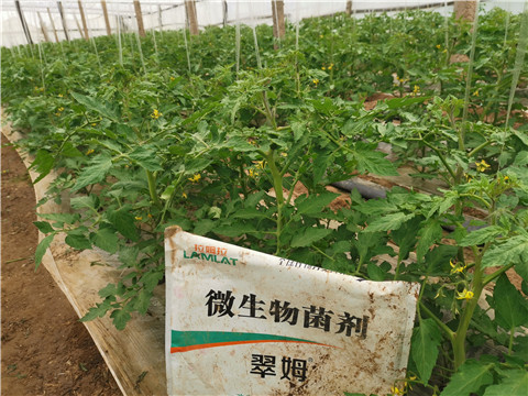 微生物菌劑，翠姆，拉姆拉