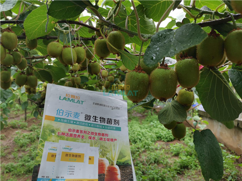 生根劑，翠姆，拉姆拉