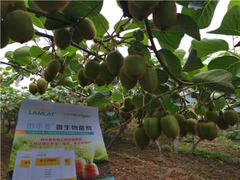 水溶肥，伯示麥，拉姆拉