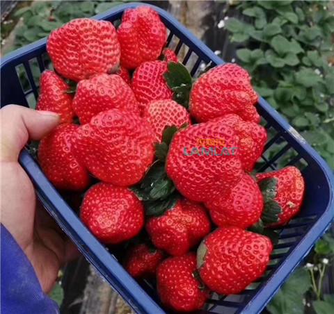 鈣肥，翠姆，拉姆拉