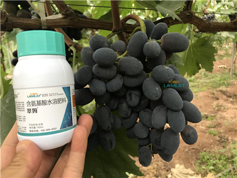 鈣肥，翠姆，拉姆拉