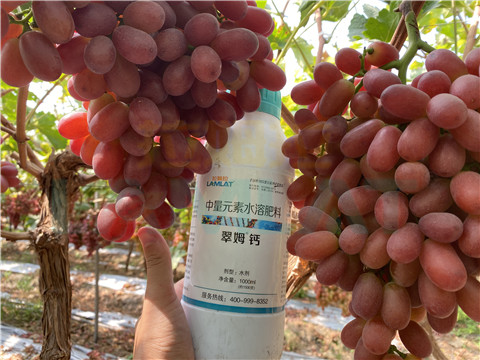 鈣肥，拉姆拉，翠姆