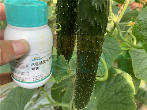 水溶肥，拉姆拉，翠姆