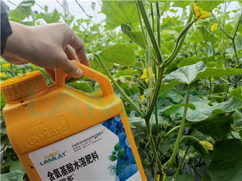 生根劑，拉姆拉，翠姆