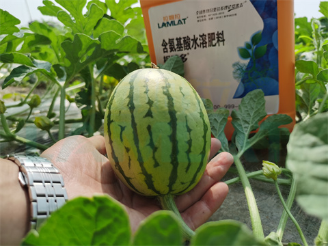 水溶肥，拉姆拉，翠姆