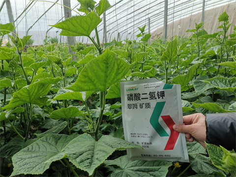 水溶肥，翠姆，拉姆拉