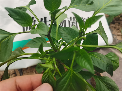 水溶肥，翠姆，拉姆拉