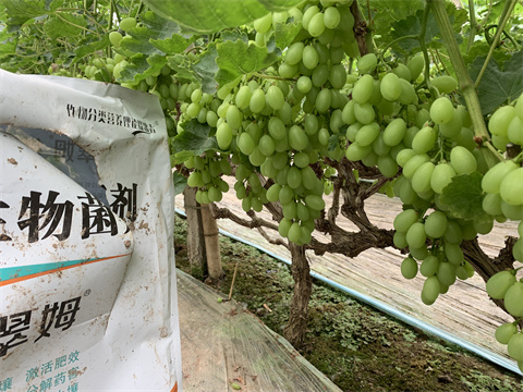 水溶肥廠家,翠姆,葡萄水溶肥 水溶肥廠家,翠姆,葡萄水溶肥
