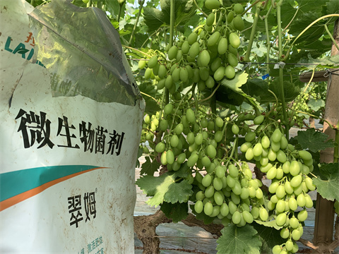 水溶肥廠家,翠姆,葡萄水溶肥 水溶肥廠家,翠姆,葡萄水溶肥