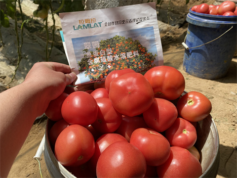 水溶肥廠家,翠姆,西紅柿種植 水溶肥廠家,翠姆,西紅柿種植