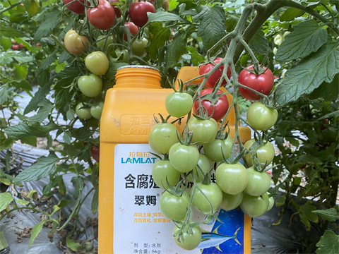 魚(yú)蛋白水溶肥,翠姆,拉姆拉
