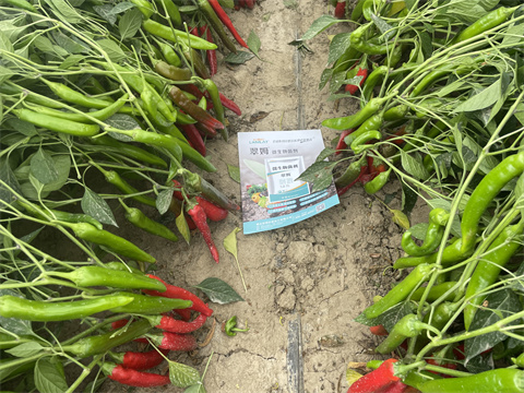 水溶肥,翠姆,辣椒種植 水溶肥,翠姆,辣椒種植