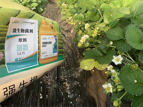 水溶肥價格，翠姆，草莓水溶肥