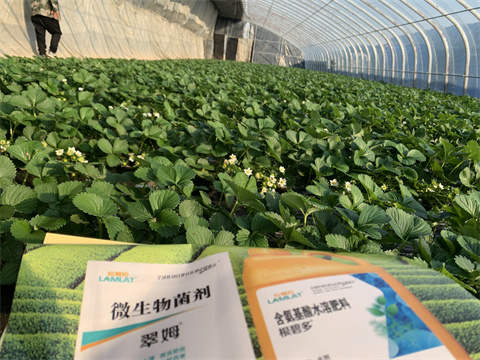 水溶肥價格，翠姆，草莓水溶肥